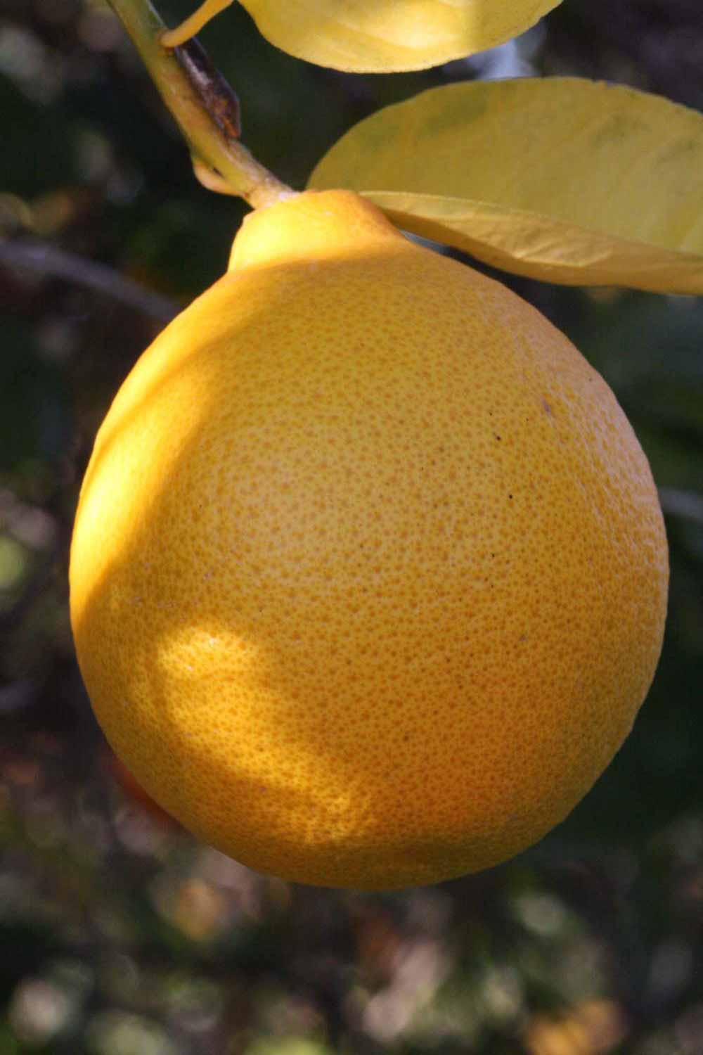            Fruit (Riverside, CA)   